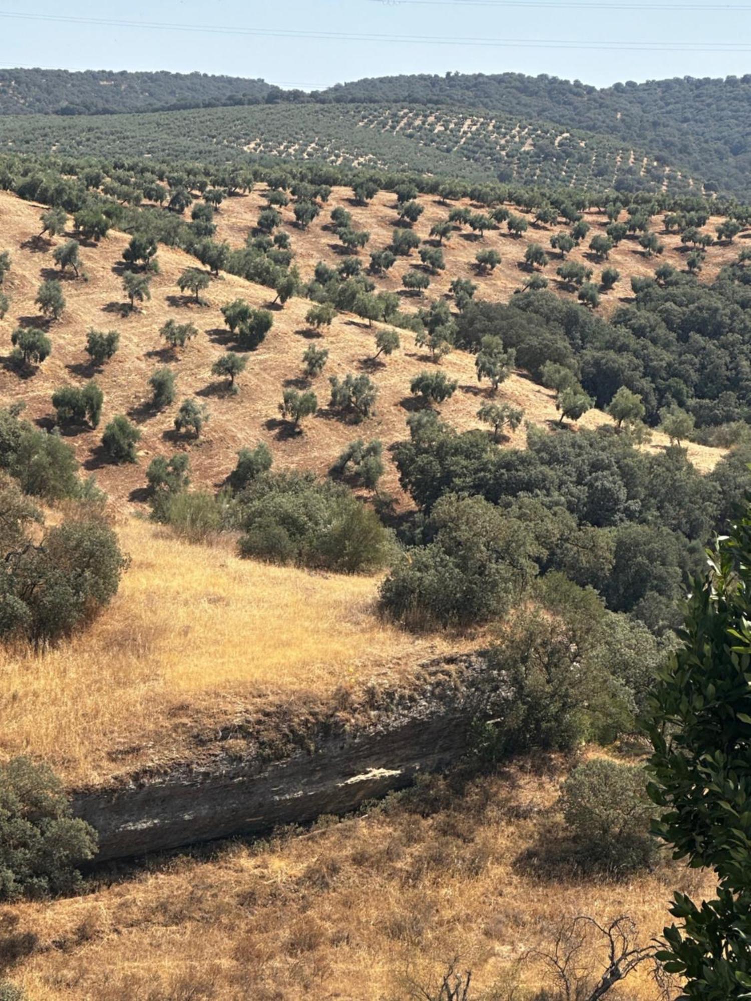 הוילה Setenil De Las Bodegas Casa Amapola מראה חיצוני תמונה